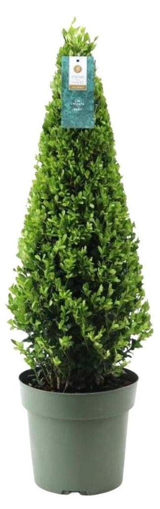 Plants by Frank | Echte Stechpalme Pyramide | Ilex Crenata