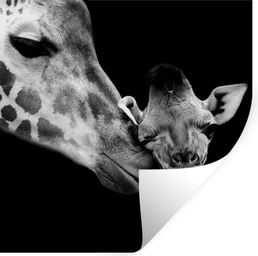 MuchoWow Wandtattoo Wandsticker Wandaufkleber Tiere - Schwarz - Weiß - Giraffe - Porträt 30x30 cm Selbstklebend und Repositionierbar - Repositi...