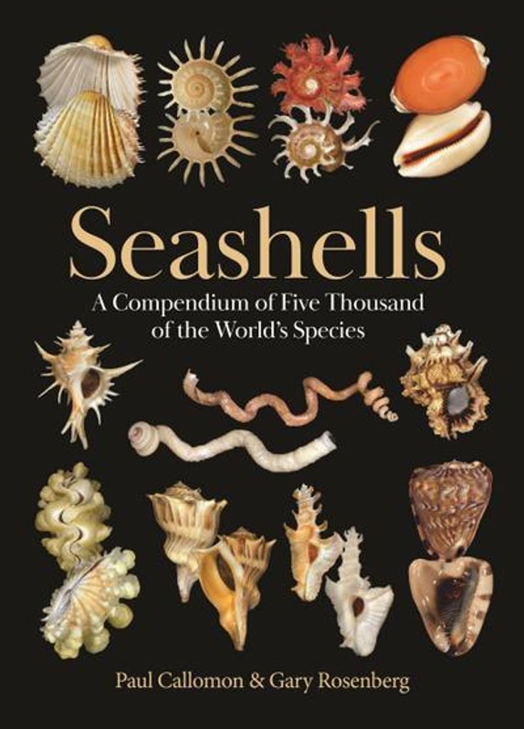Seashells Imagen del producto 
