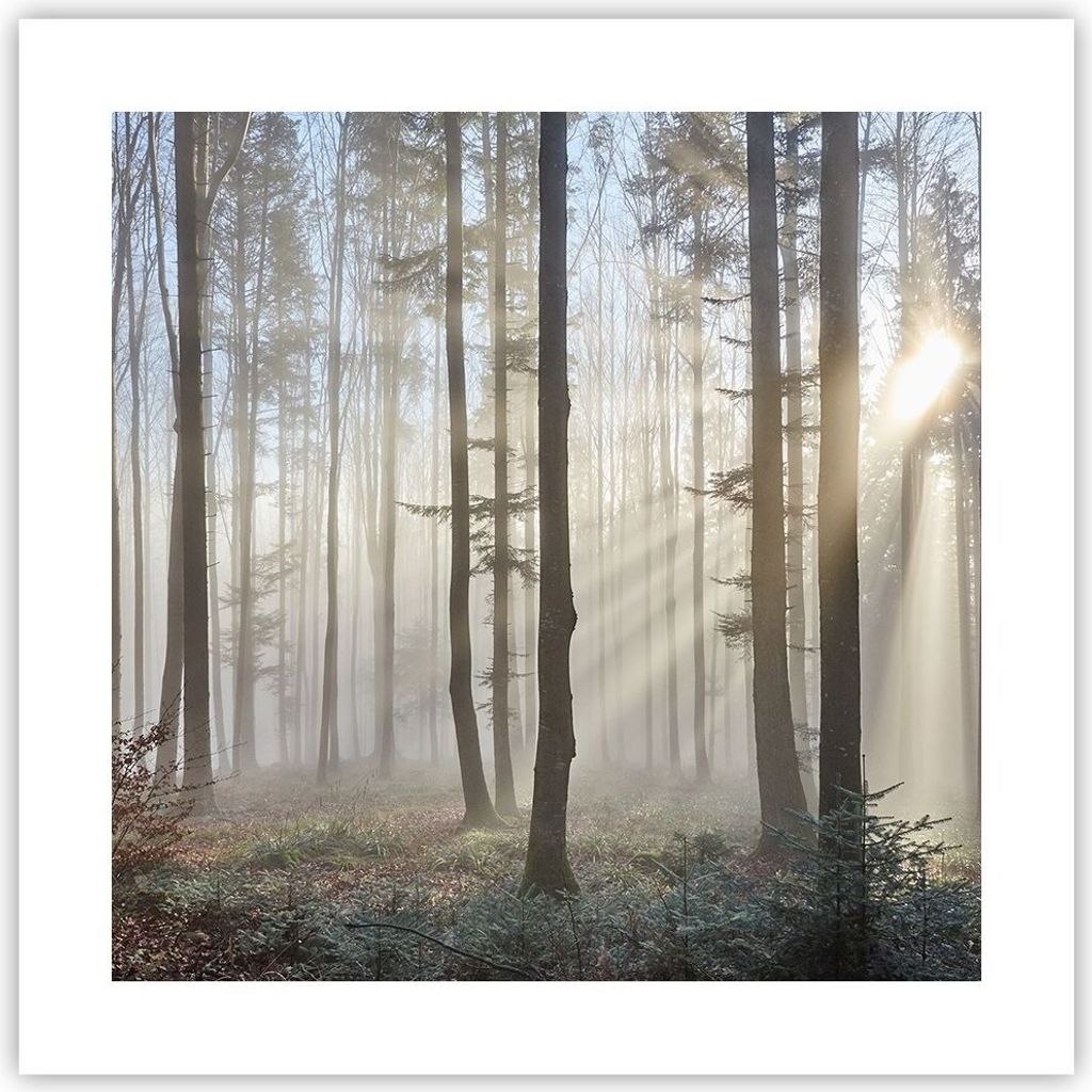 Poster - Poster ohne Rahmen - Wald Baum Natur - 40x40 cm - Wand Bild - Wanddeko - Wandbilder - Kunstposter - Wandposter - Bilder - Kunstdruck - Wan...