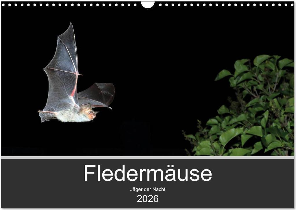 Fledermäuse - Jäger der Nacht (Wandkalender 2026 DIN A3 quer), CALVENDO Monatskalender