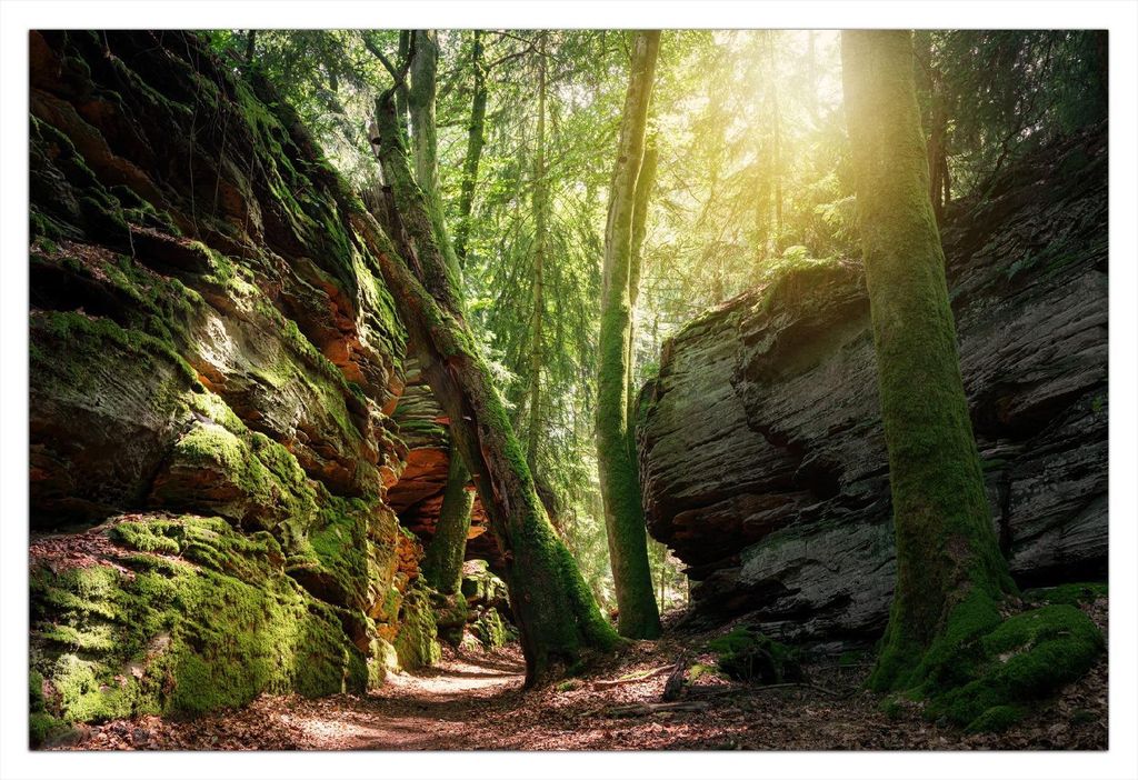 Wallario selbstklebendes Poster - Moosbewachsener Waldpfad im Sonnenlicht, Größe: 61 x 91,50 cm