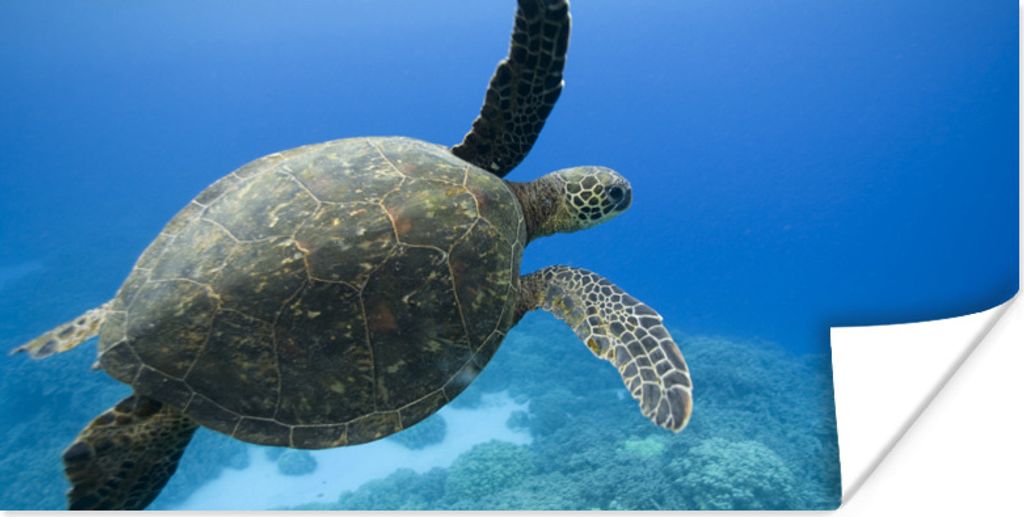 MuchoWow Poster Grüne schwimmende Schildkröte Fotodruck 150x75 cm - ohne Rahmen
