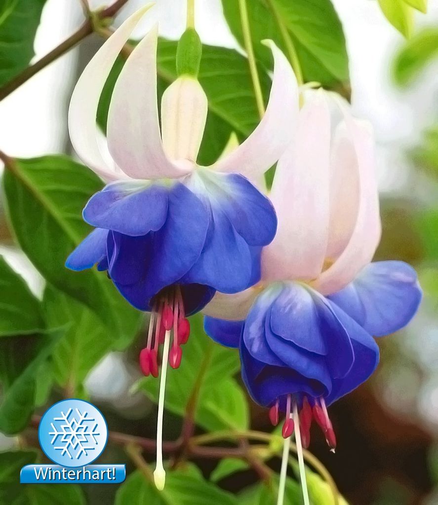 BALDUR Garten 3x Winterharte Fuchsie 'Blue Sarah', Pflanzen im 9x9 cm-Topf, Gartenfuchsien, Freilandfuchsien, Fuchsia, winterharte Staude, mehrjäh...
