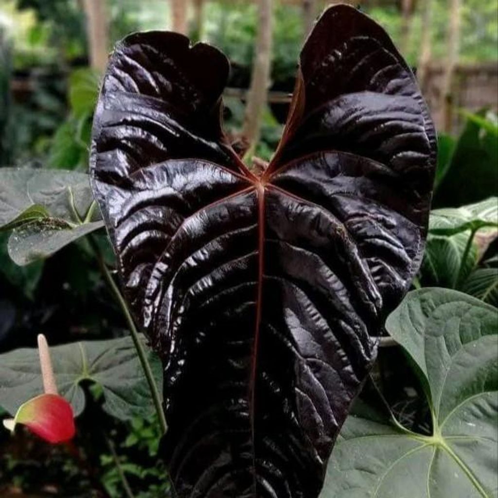 Anthurium (Anthurium chamberlainii X) – 1 vyklíčená semínka Obrázek produktu 