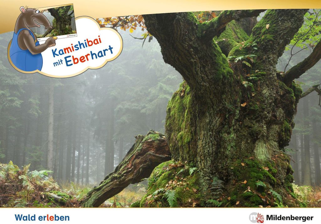 Kamishibai mit Eberhart - Wald erleben - Set