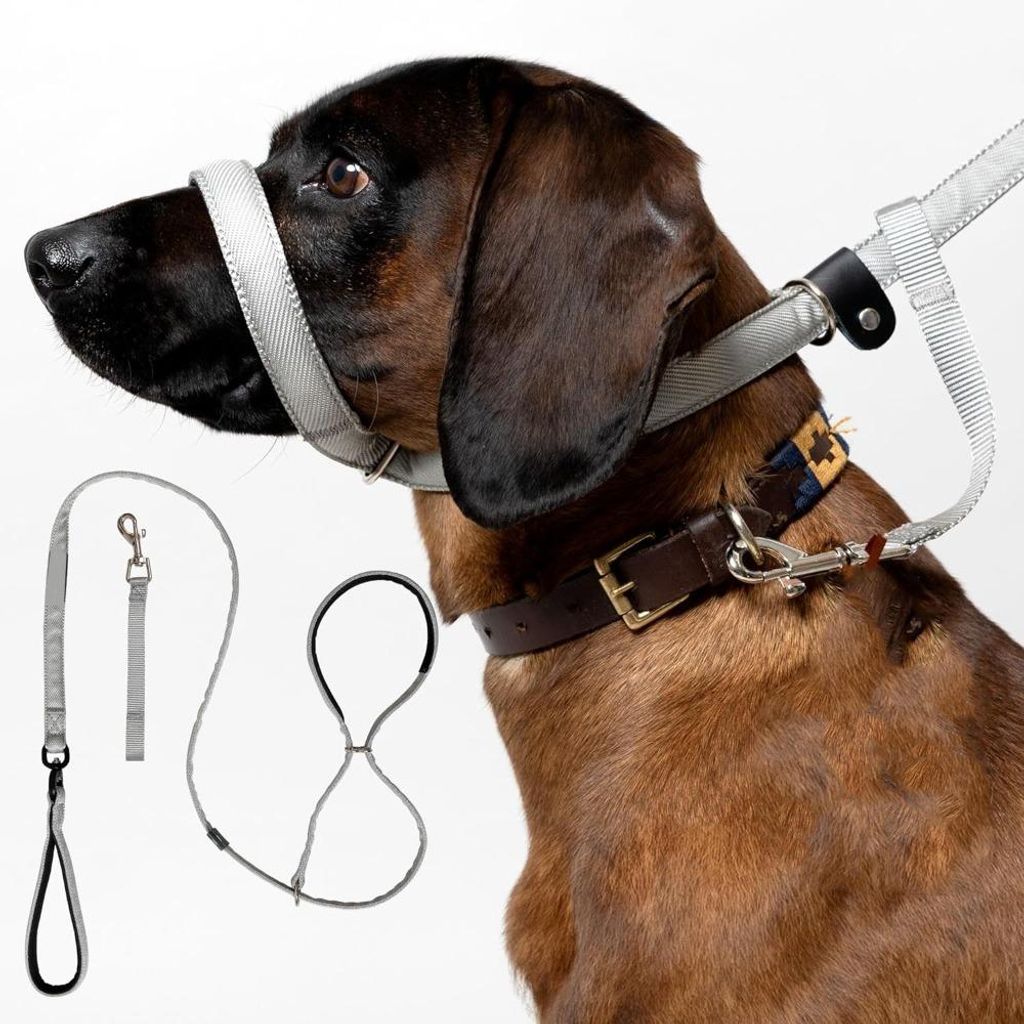 Laisse plate anti-traction pour chien avec appui-museau Image du produit 