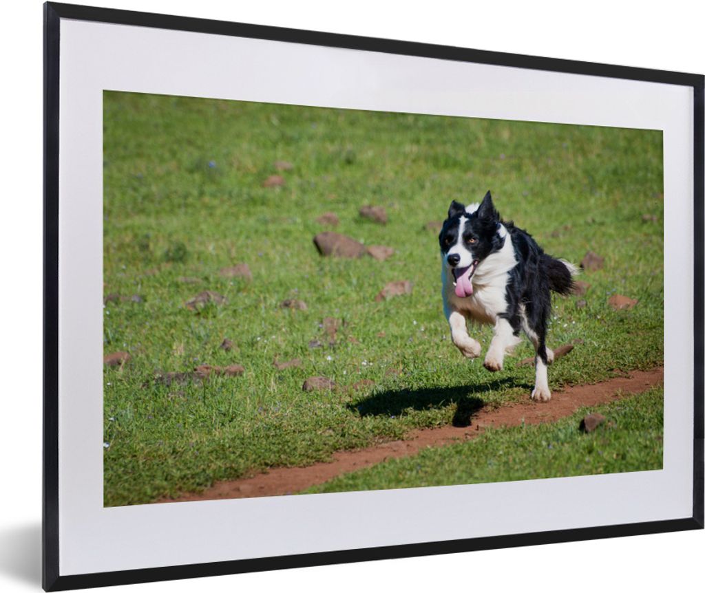 MuchoWow MuchoWow Gerahmtes Poster Ein aktiver Border Collie läuft über das Feld 60x40 cm - Poster mit zchwarzem Bilderrahmen - Schlafzimmer ...