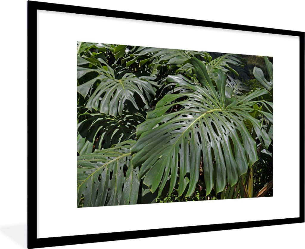 MuchoWow Gerahmtes Poster Grüne Monsterblätter 90x60 cm - Poster mit Schwarzem Bilderrahmen Wandposter Rahmen Foto Bilder - Wanddekoration - Fotos