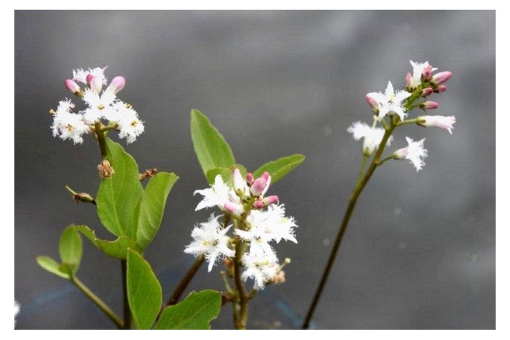 Blume des Jahres 2020 - 4er-Set im Pflanzkorb - Menyanthes trifoliata - Bitterklee - Fieberklee, weiß