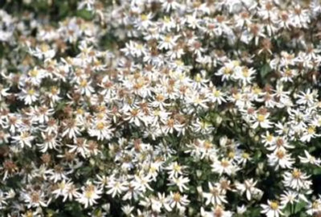 Plante couvre-sol pour ombre : 6 Aster d'automne blanc en godet 9cm
