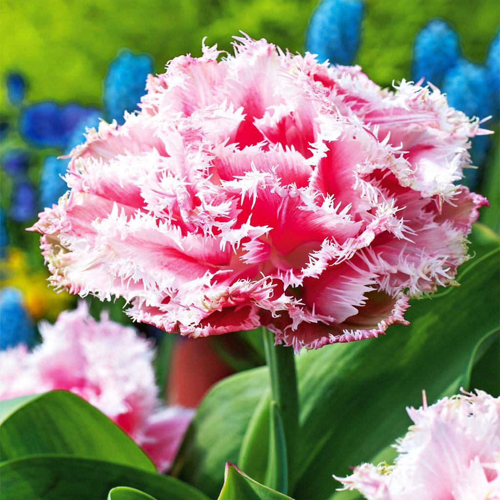 Tulipani Bulbi Fiori Tulipani doppi frangiati Queensland 5 Immagine del prodotto 
