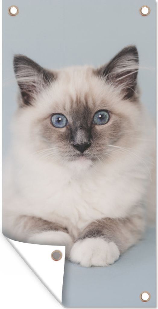 MuchoWow 30x60 cm Outdoor-Poster Gartendeko Sichtschutz Garten Poster für den Garten Katze - Ragdoll Katze - Blau - Mädchen - Kinder - Jungen ...