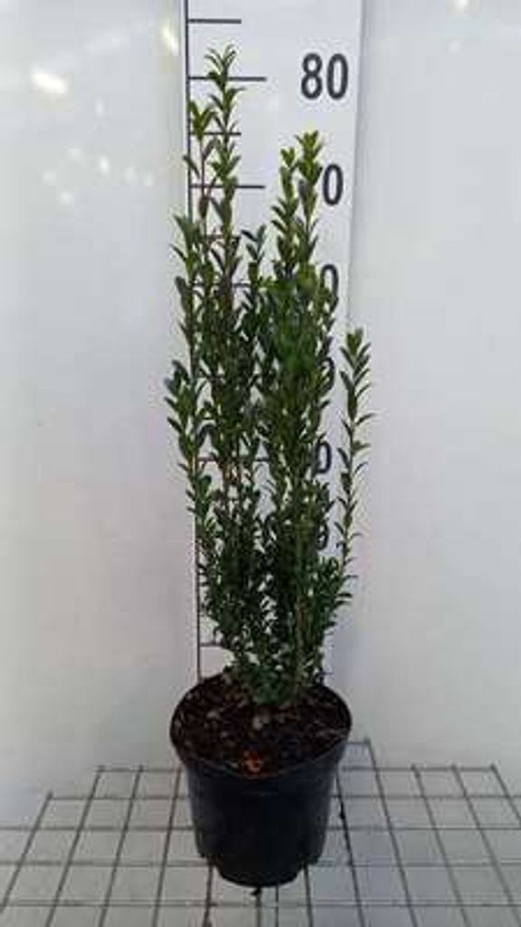 Ilex cren. 'Fastigiata' - Japanische Stechpalme 40- 60 cm - Container