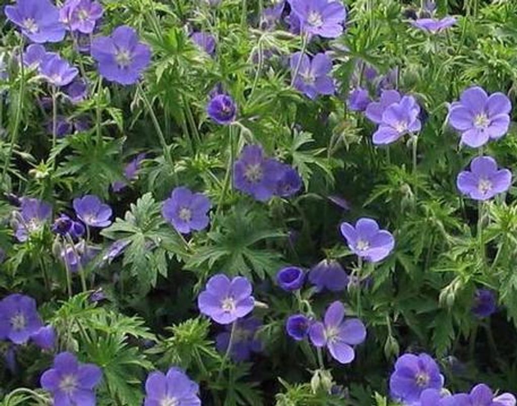Warentuin Producten