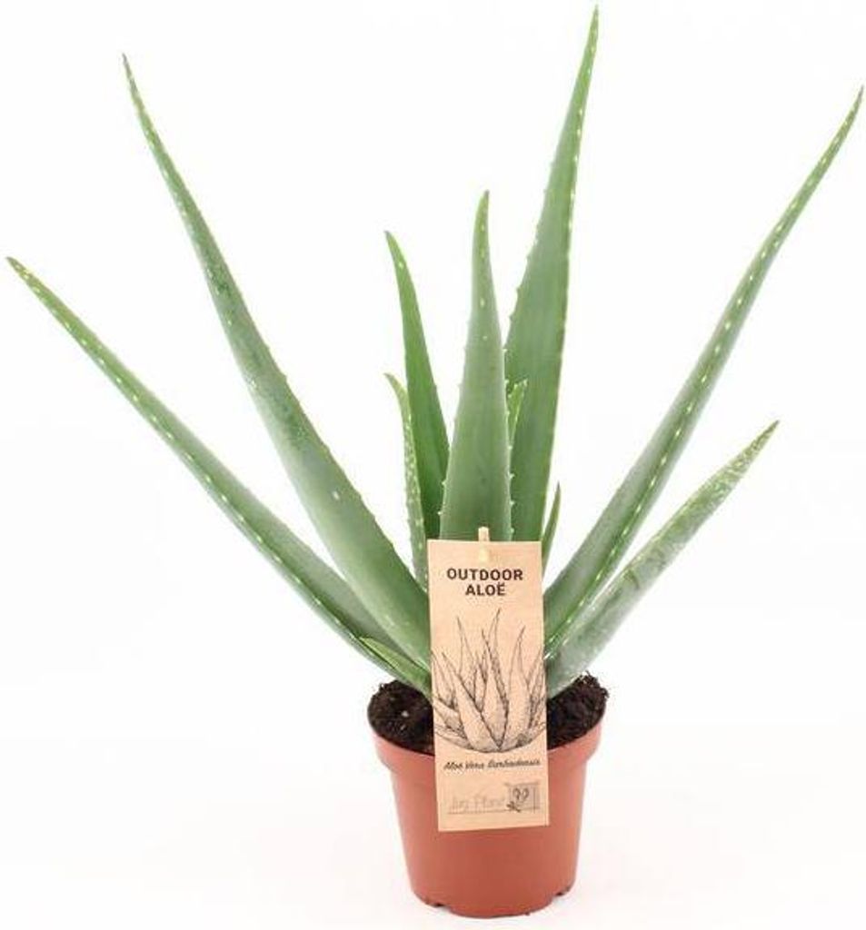 Aloe Vera - Prawdziwy aloes - Ø14cm - ↕45cm roślina - Łatwa Zdjęcie produktu 