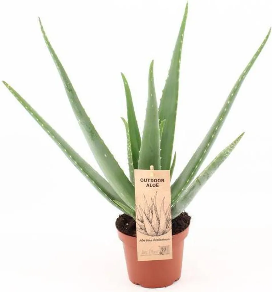 Aloe Vera Anti-Pollution Ø14cm - Solution Plante Intérieur increvable