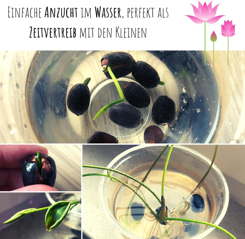 Lotus Samen winterhart (Nelumbo nucifera) - Indische Produktbild 4