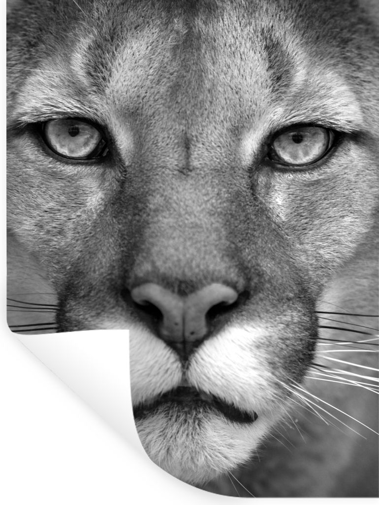 MuchoWow Wandtattoo Wandsticker Wandaufkleber Panther - Wildlife - Schwarz - Weiß 30x40 cm Selbstklebend und Repositionierbar - Sticker - Dekorf...