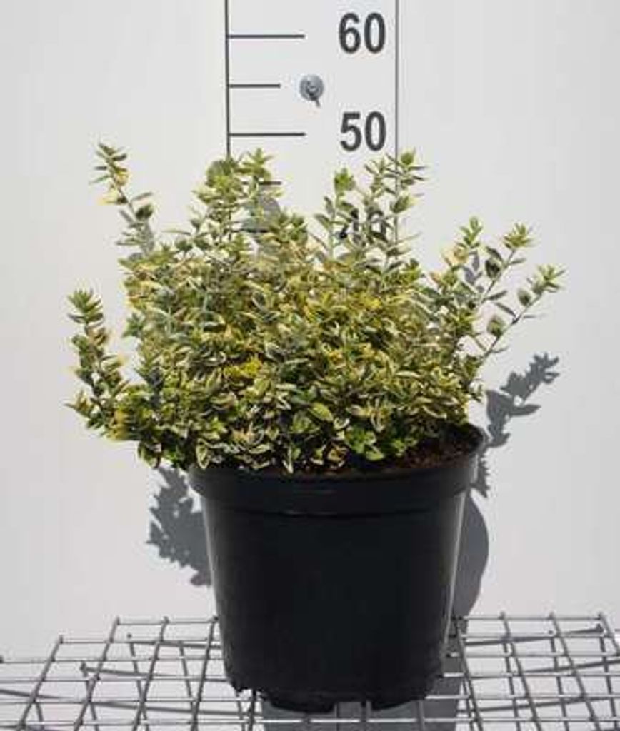 Euonymus fort. 'Em. 'n Gold' - Korkflügelstrauch 40- 50 cm Container