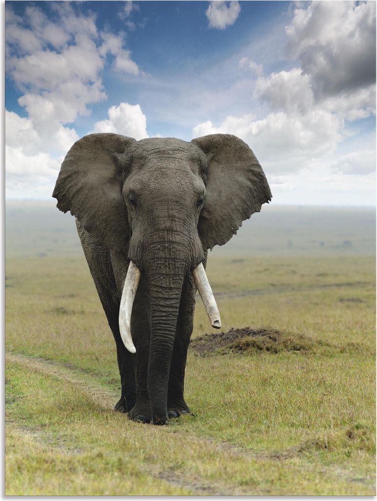ARTland Wandbild Alu für Innen & Outdoor Elefant Größe: 60x80 cm