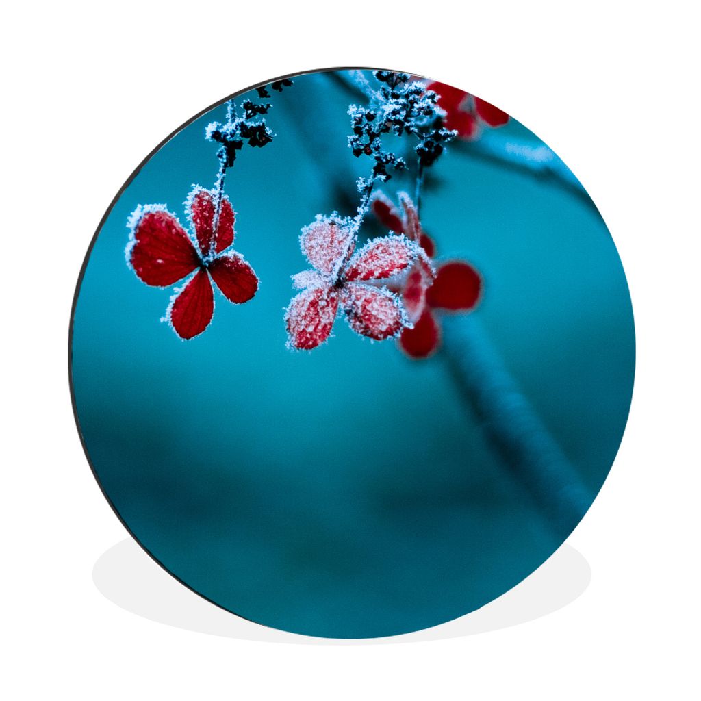 MuchoWow Aluminium Wandkreis Rot - Blume - Schneeregen Ø 90 cm Wanddeko Modern Wohnzimmer - Mauerkreis - Wandbilder - Runde Bild - Bild aus Alum...