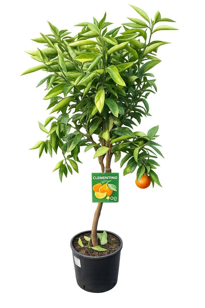 Winterharter Clementinenbaum Citrus × clementina 130–170 cm Produktbild 