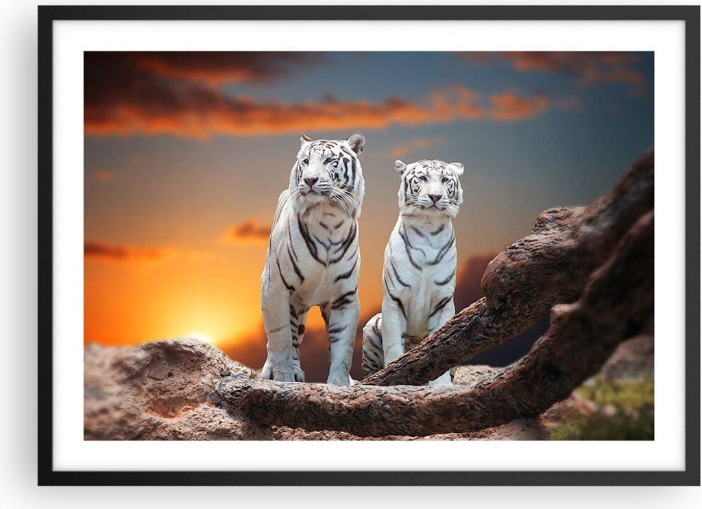 Gerahmtes Poster - Schwarzer Rahmen - Tiger weiß Rock Sonnenuntergang - 70x50 cm - Wand Bild - Wanddeko - Wandbilder - Wandposter - Bilderrahmen -...