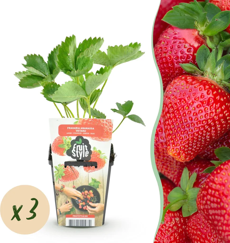 3 Fraisiers Fragaria Maxim en pot Ø9cm - Fraises Géantes au Goût Sucré