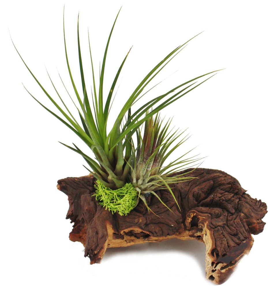 Tillandsia na kořeni mopani - L - 2 rostliny Obrázek produktu 