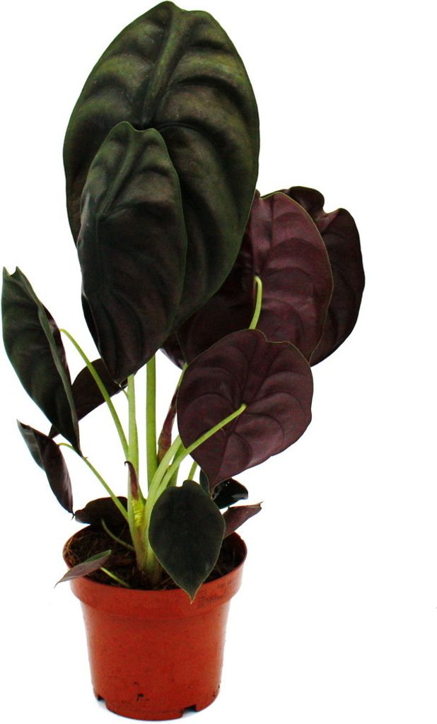 Alocasia cuprea "Red Secret" Alocasia tropicale a foglia di Immagine del prodotto 