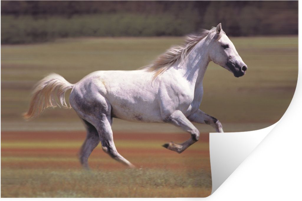 MuchoWow Wandtattoo Wandsticker Wandaufkleber Pferd - Licht - Gras 90x60 cm Selbstklebend und Repositionierbar - Aufkleber