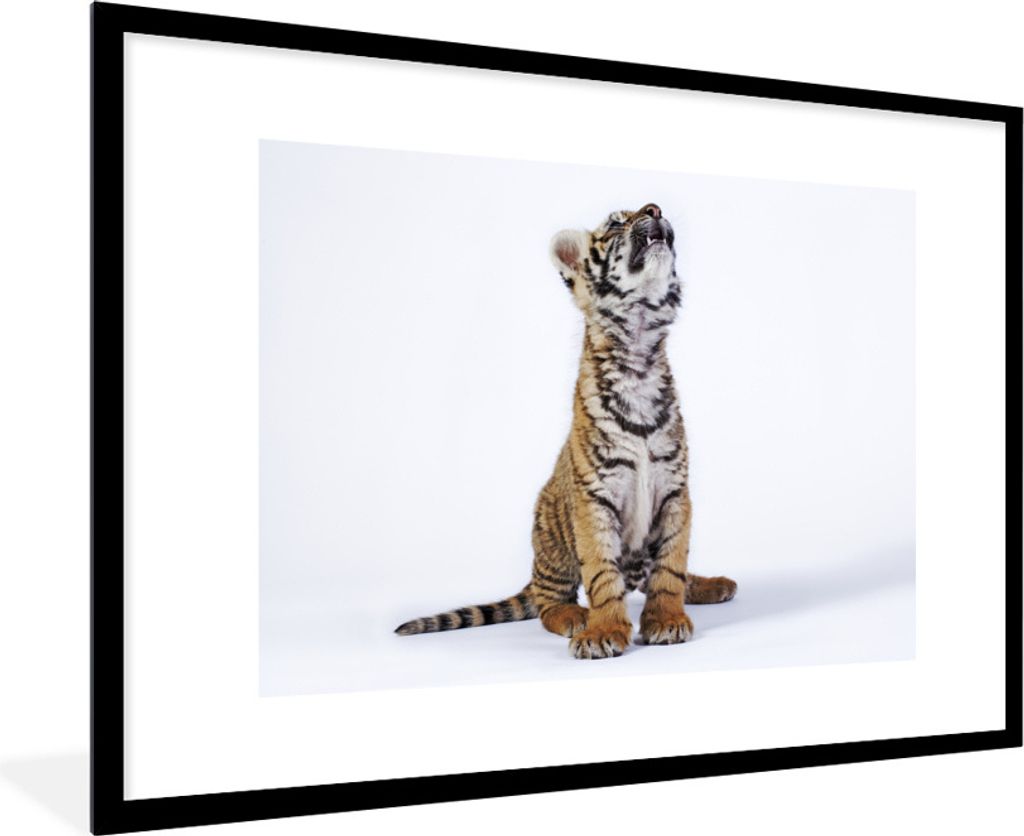 MuchoWow Gerahmtes Poster Tiger - Jungtier - Weiß 90x60 cm - Poster mit Schwarzem Bilderrahmen Wandposter Rahmen Foto Bilder - Wanddekoration - ...