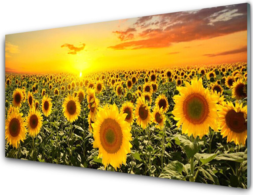 Küchenrückwand aus Glas 100x50cm Spritzschutz Sonnenblumen Pflanzen