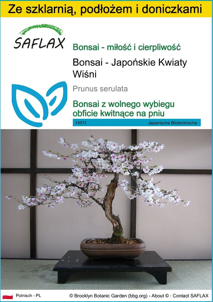 SAFLAX - Zestaw do uprawy - Bonsai - Japońskie Kwiaty Wiśni Zdjęcie produktu 