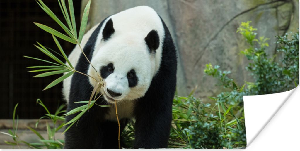 MuchoWow Poster Panda - Baumstamm - Höhle 120x60 cm - Bild