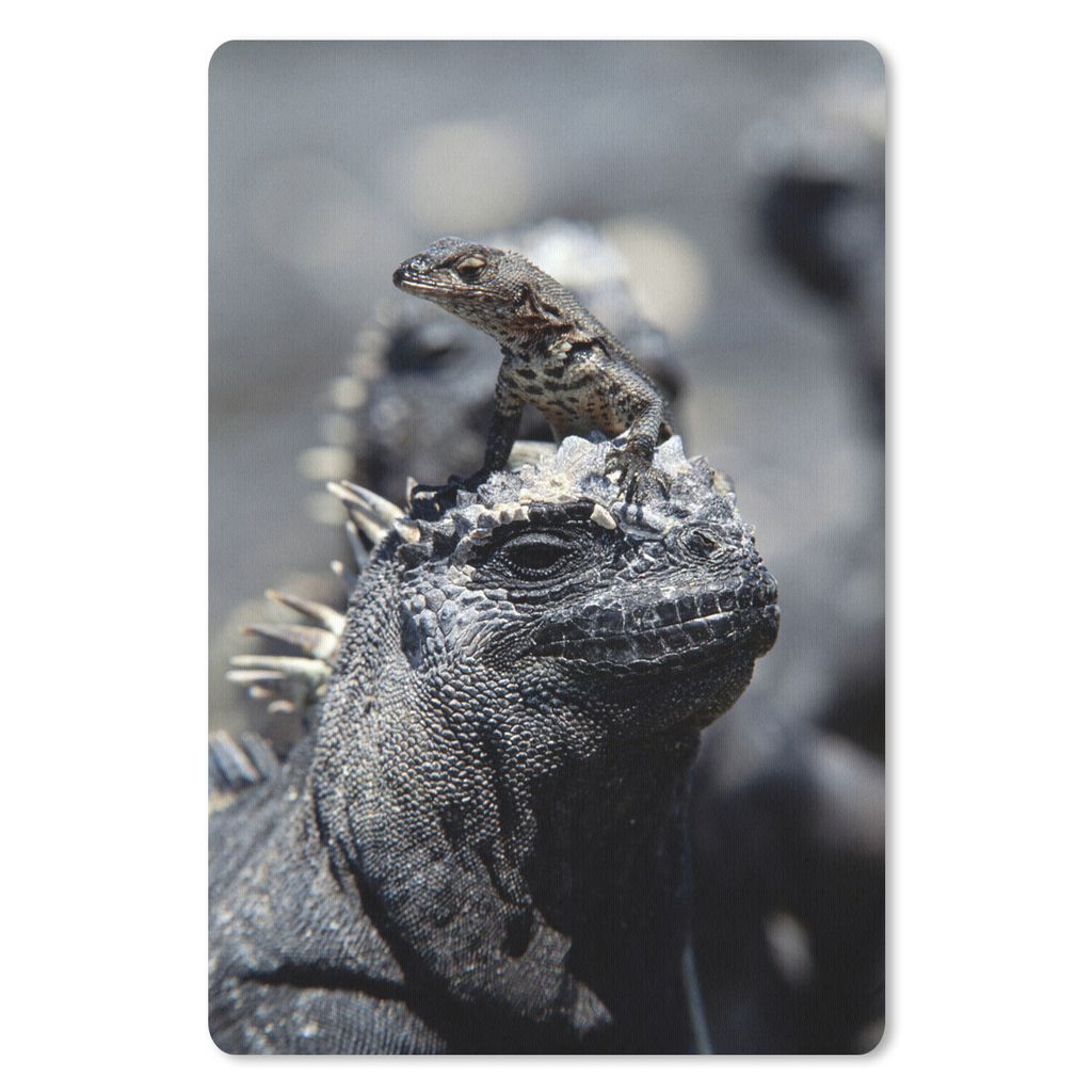 MuchoWow Mauspad Mousepad Leguane - Tiere - Familie 18x27 cm - Mousepads - Maus Mat - Pad - Mausunterlage