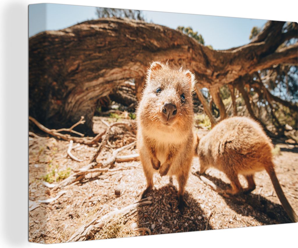 OneMillionCanvasses - Leinwandbilder - 150x100 cm, Quokkas in Australien, Wandbilder Kunstdruck Wanddekoration
