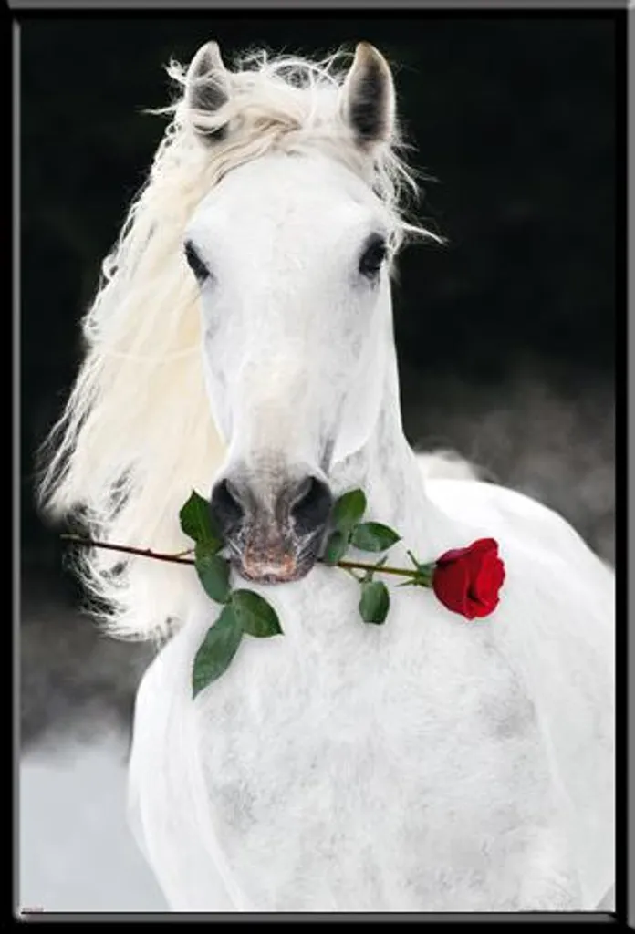 Cadre photo avec poster Lipizzan Shinsuke et vitre acrylique noire