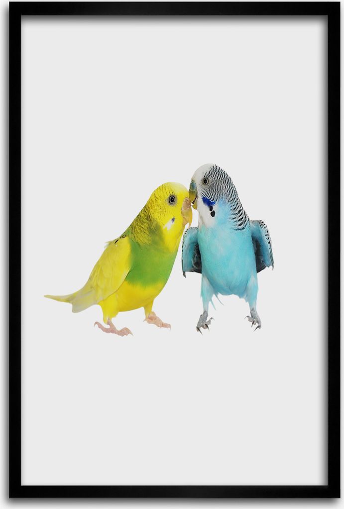 Bild - Bilderrahmen - 40 cm x 60 cm - MDF - Rahmen - Wandkunst - Wellensittiche