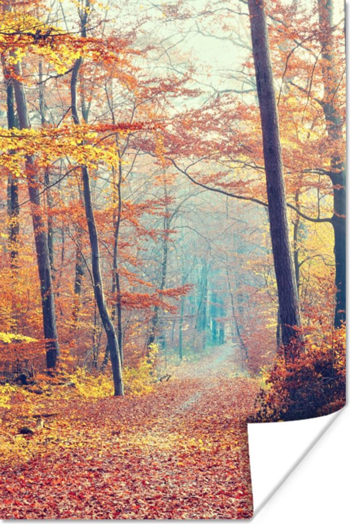 MuchoWow Poster Wald - Herbst - Laub 60x90 cm - Wanddekoration