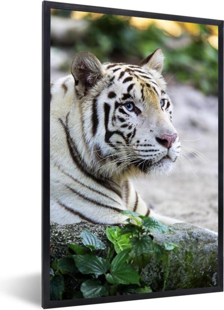 MuchoWow MuchoWow Gerahmtes Poster Tiger - Weiß - Sand 20x30 cm - Poster mit zchwarzem Bilderrahmen - Drucken - Bilder Poster im Rahmen