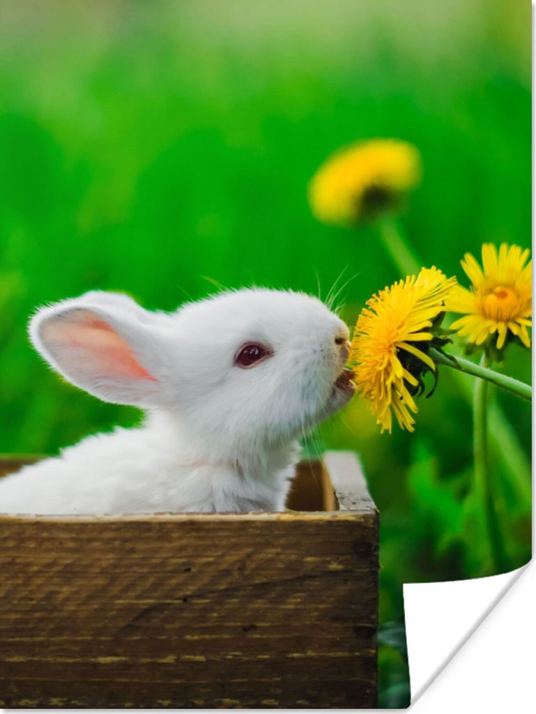 MuchoWow Poster Kaninchen - Löwenzahn - Gras 120x160 cm - Wandbilder