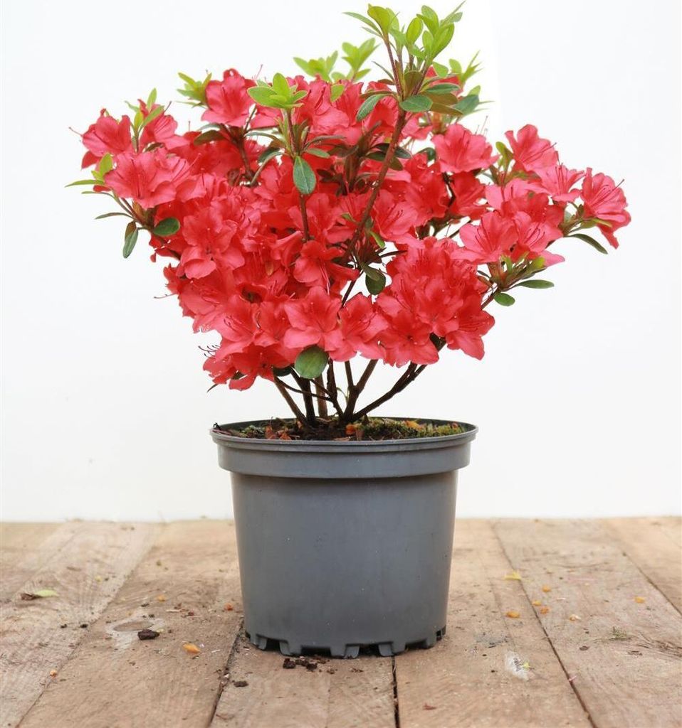Rhododendron obtusum 'Maruschka', rot, 20–25 cm
