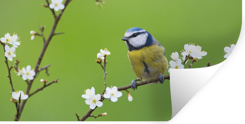 MuchoWow Wandtattoo Wandsticker Wandaufkleber Blaumeise - Zweig - Blumen - Blühende Zweige - Vogel 80x40 cm Selbstklebend und Repositionierbar -...