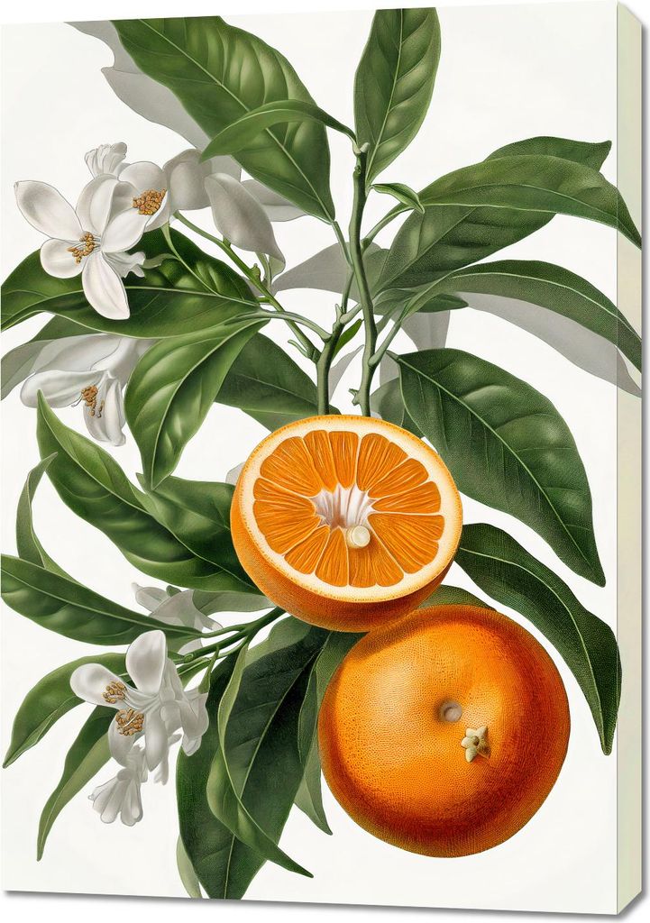 Bild 70x100cm Reife der Orangen