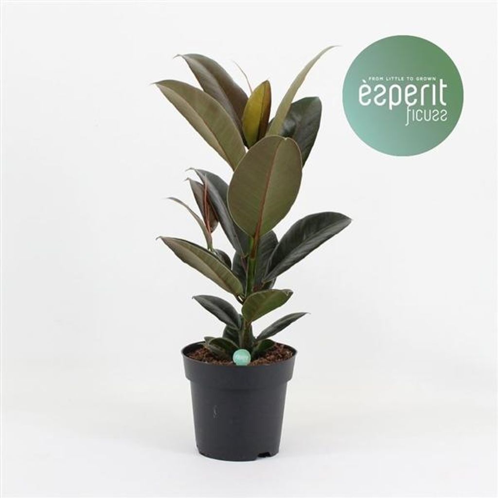Ficus elastica Melany ok. 50 cm Roślina doniczkowa Zdjęcie produktu 