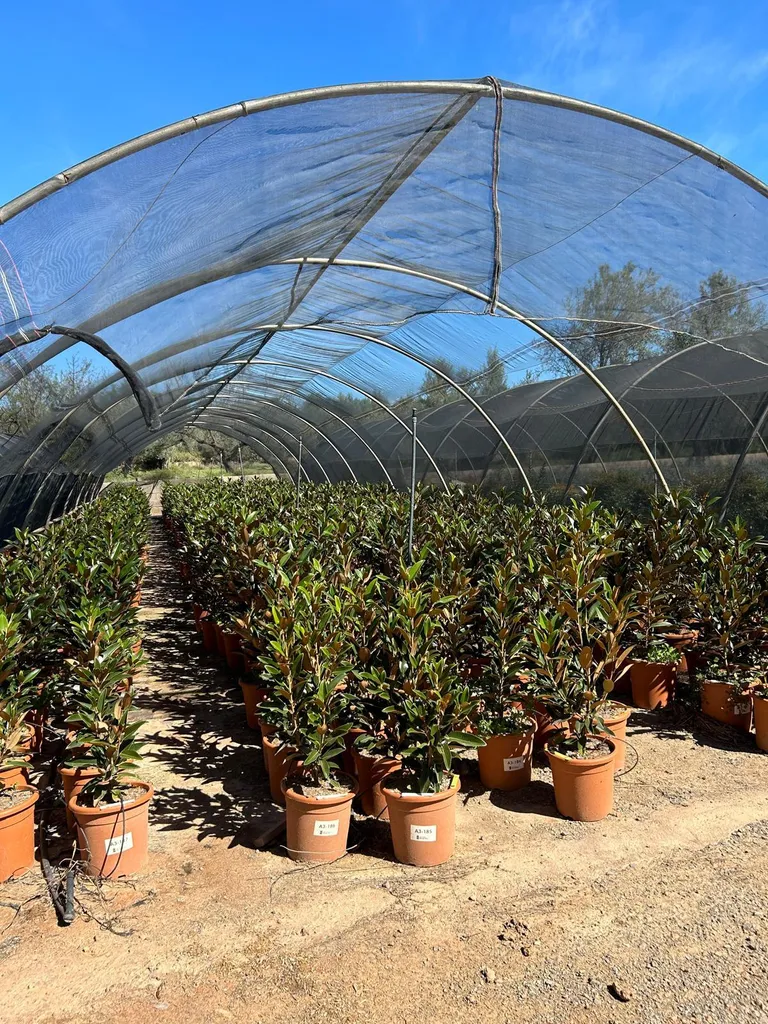Magnolia Alta 110-120cm - Arbre Persistant Rustique pour Petit Espace - 2