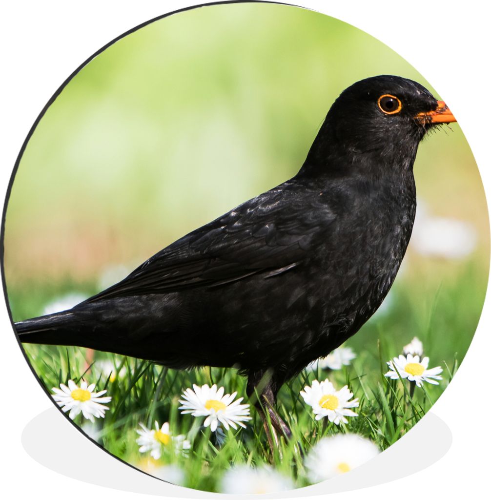 MuchoWow Aluminium Wandkreis Vogel - Amsel - Blumen Ø 90 cm Wanddeko Modern Wohnzimmer - Mauerkreis - Wandbilder - Runde Bild - Bild aus Alumini...