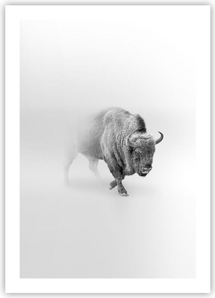Poster - Poster ohne Rahmen - Wisent Schwarzweiß Licht - Produktbild 